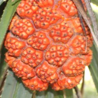 Pandanus odorifer (Forssk.) Kuntze